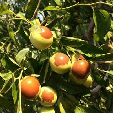 黃驊冬棗 冬季碩果，香甜滿園